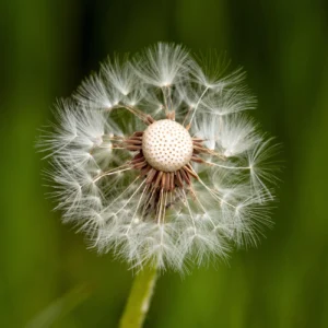 Pluizige bloem op groene achtergrond, beeld bij social media management
